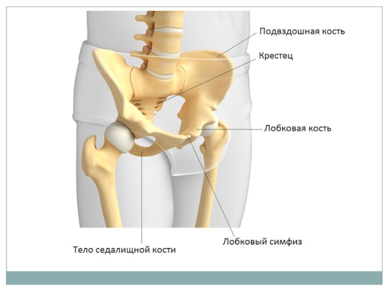 Подвздошной кости 2. Подвздошная кость таза анатомия. Подвздошный гребень анатомия. Тазовая поверхность подвздошной кости. Задняя верхняя ость подвздошной кости.