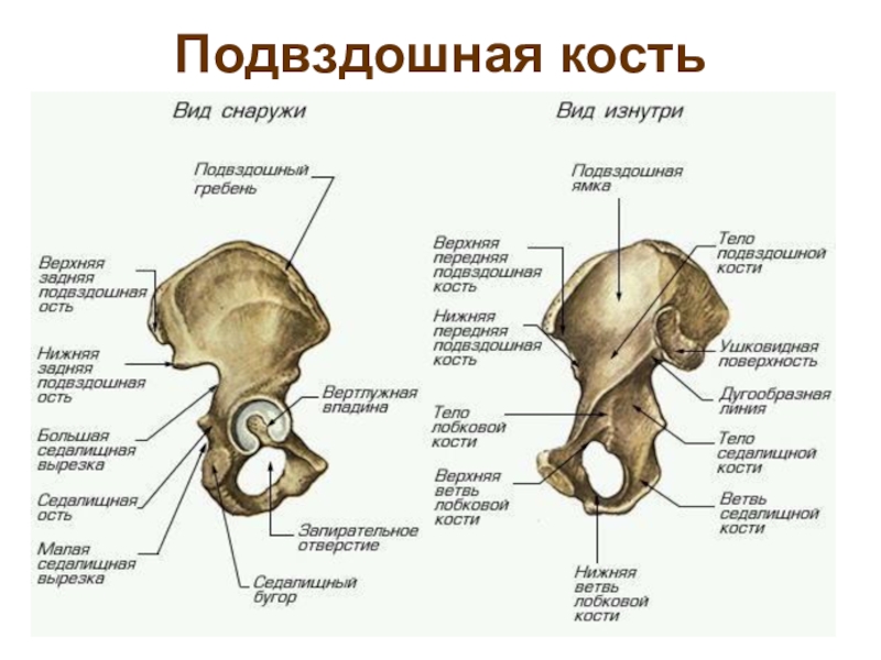 Подвздошная кость где находится у женщины картинки