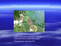 Презентация по биологии: исследовательская работа