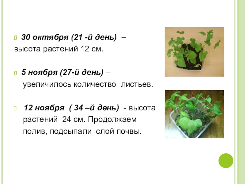 Высота растения. Высота растений т3. Высота травы 20 см. Высота травы на 15 день. Высота цветка 8/20.