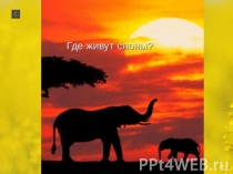 Презентация по окружающему миру Где живут слоны