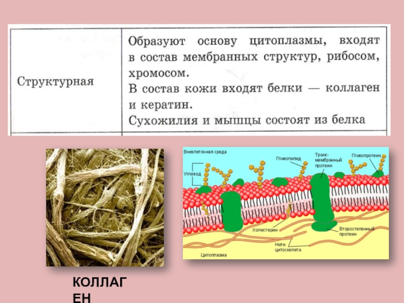 Коллаген проект по биологии