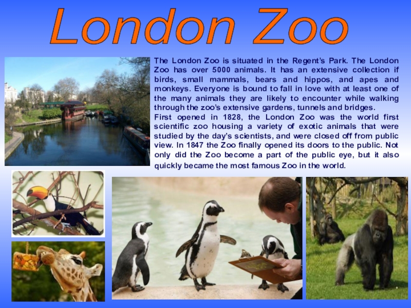 Текст про зоопарк 4 класс. Лондонский зоопарк проект. Лондонский зоопарк презентация. Лондонский зоопарк доклад. Лондонский зоопарк презентация на английском.