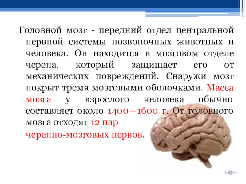 Биология 8 класс головной мозг презентация 8 класс