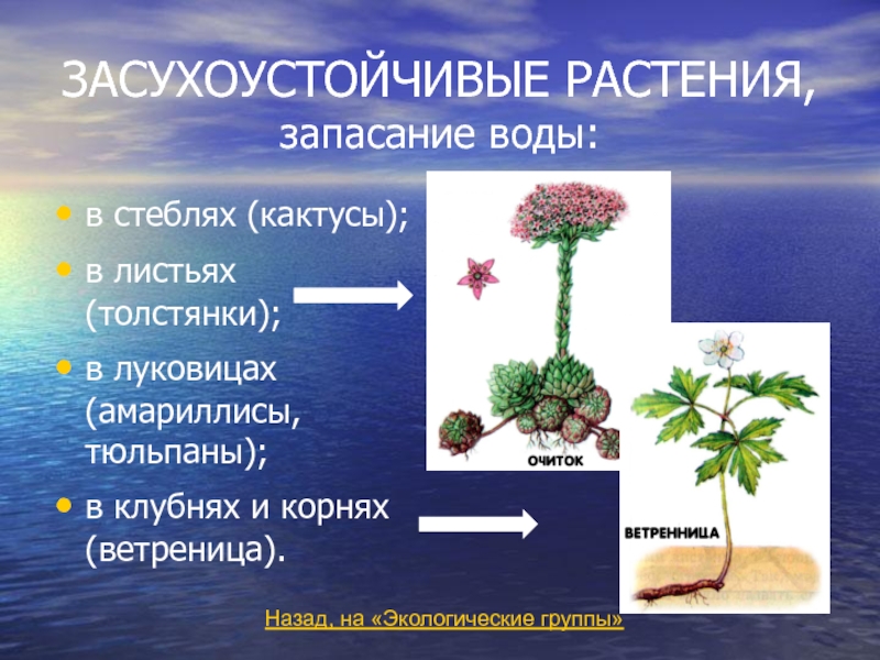 Экологические группы растений презентация 7 класс