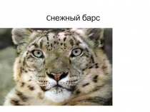 Презентация Снежный барс 5 класс