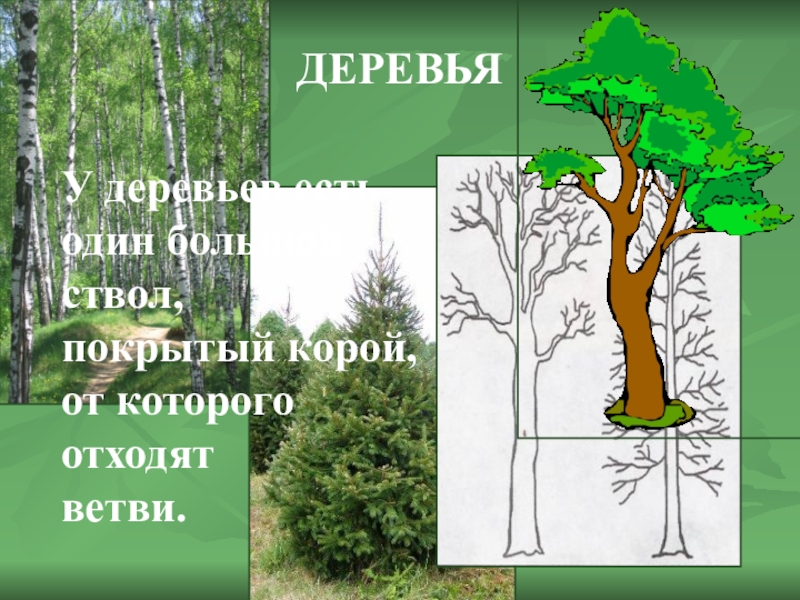 Моя семья как зеркало демографических процессов в россии презентация