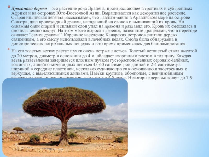 Драконово дерево – это растение рода Драцена, произрастающее в тропиках и субтропиках Африки и на островах Юго-Восточной