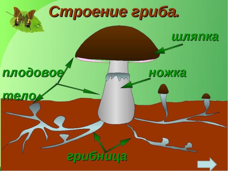 Схема строения гриба 3 класс