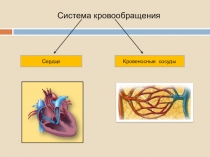 Презентация по биологии на тему Строение и работа сердца