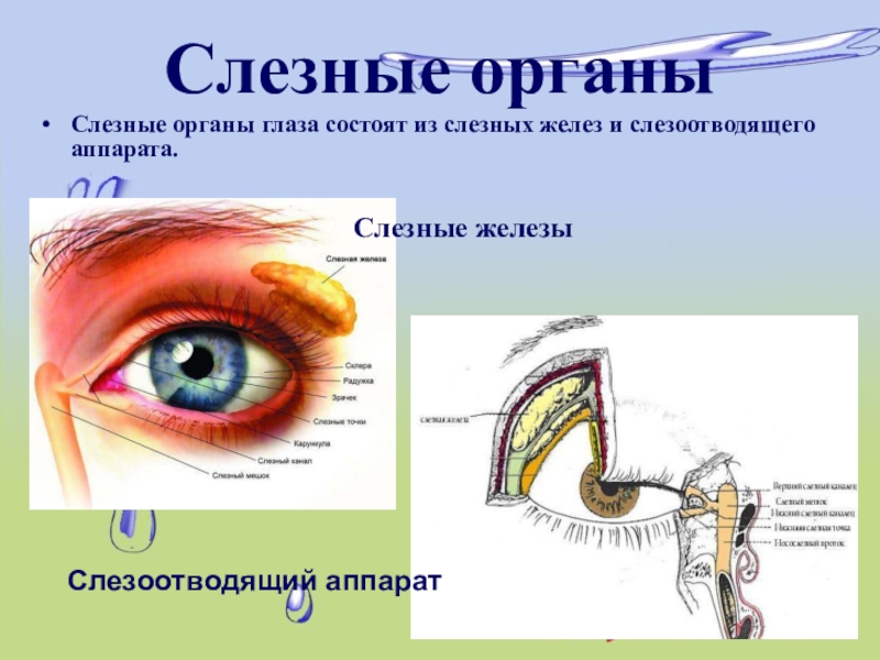 Секрет слезной железы. Строение слезного аппарата глаза. Слезный аппарат анатомия. Слёзная железа анатомия.