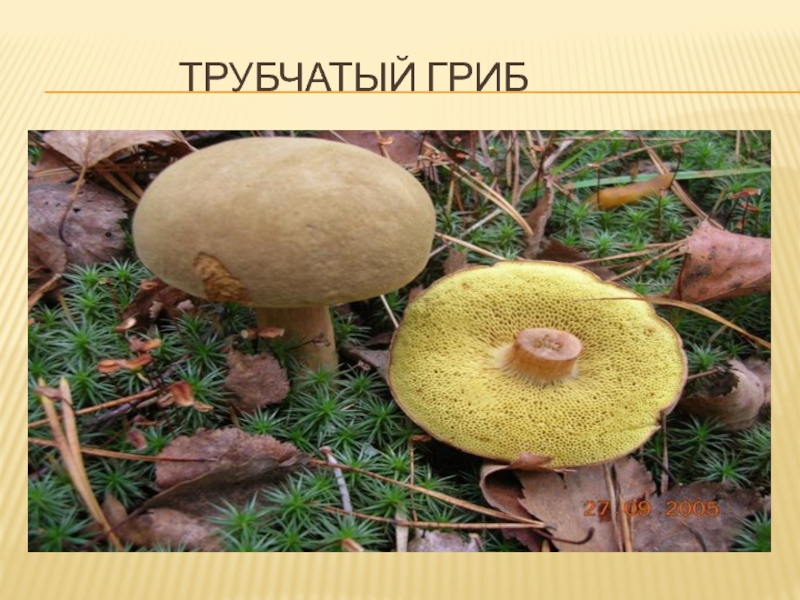 Различие трубчатых грибов. Трубчатые грибы Поволжья. Название трубчатых грибов. Ядовитые трубчатые грибы. Черный трубчатый гриб.