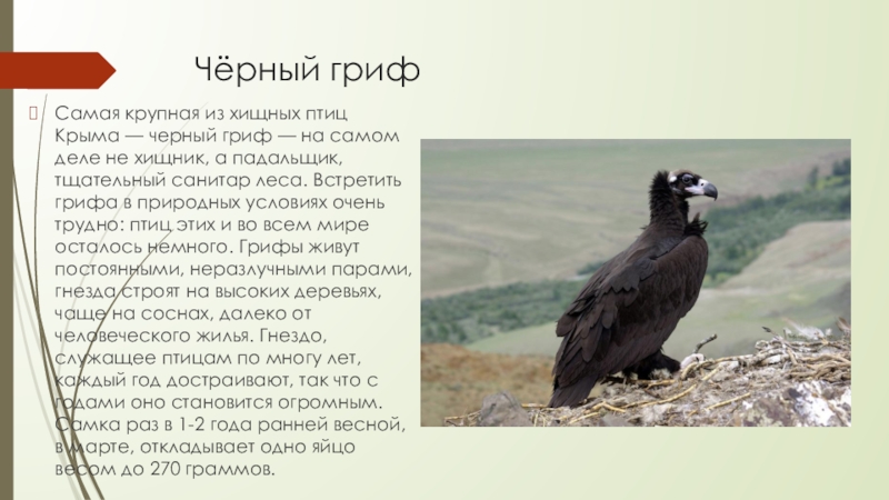 Фото Хищных Птиц Крыма