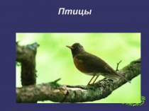 Презентация ко ДНЮ ПТИЦ