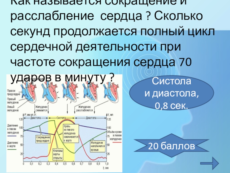 Сердечный длиться. Систола и диастола. Диастола расслабление. Диастола сердца. Цикл сокращения систола и диастола.