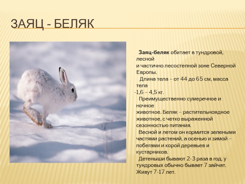 В какой природной зоне обитает заяц. Систематика зайца беляка. Длина тела зайца русака. Классификация зайца беляка. Заяц Беляк презентация.
