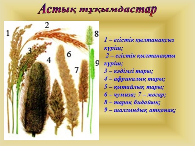 Астралылар тұқымдасы презентация