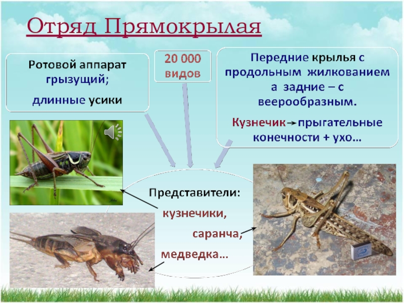 Презентация многообразие насекомых 7 класс биология