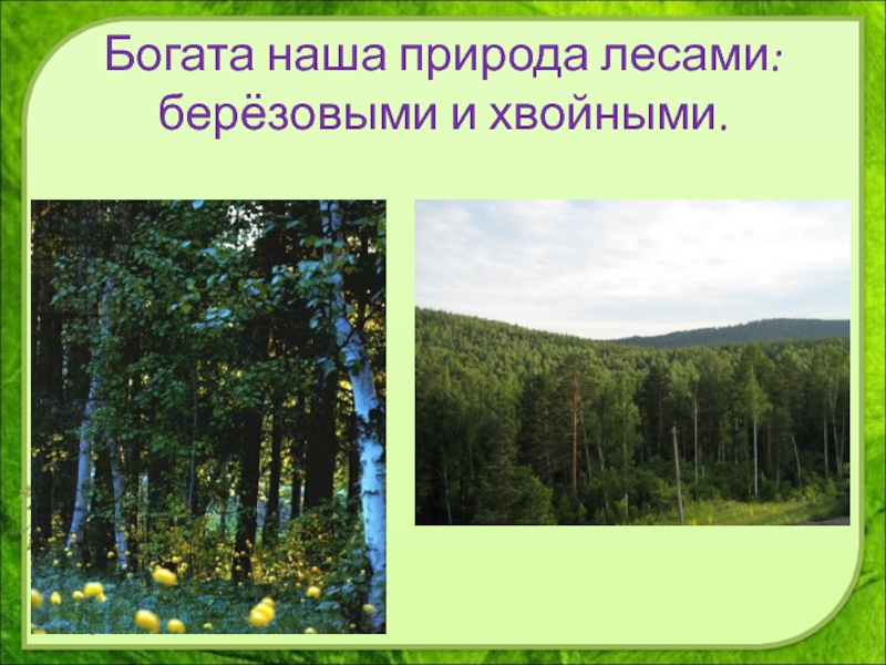 Проект разнообразие природы родного края. Разнообразие природы. Разнообразие природы родного края. Природа родного края Свердловская область.