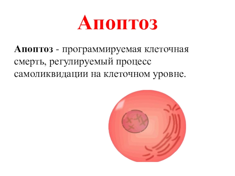 Умирающая клетка. Апоптоз. Апоптоз определение. Апоптоз клетки. Программируемая клеточная смерть апоптоз.