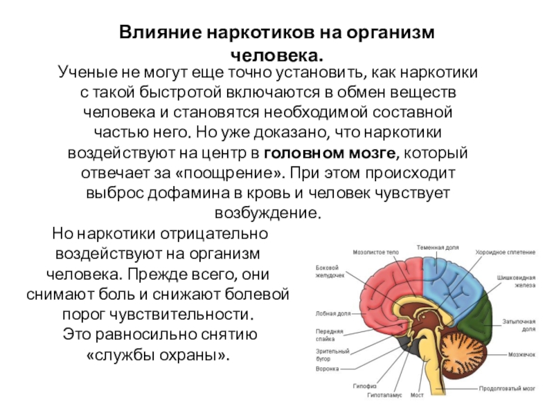 Влияние реферат. Классификация отделов головного мозга. Влияние наркотиков на обмен веществ.