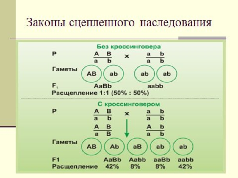 Сцепленное наследование схема