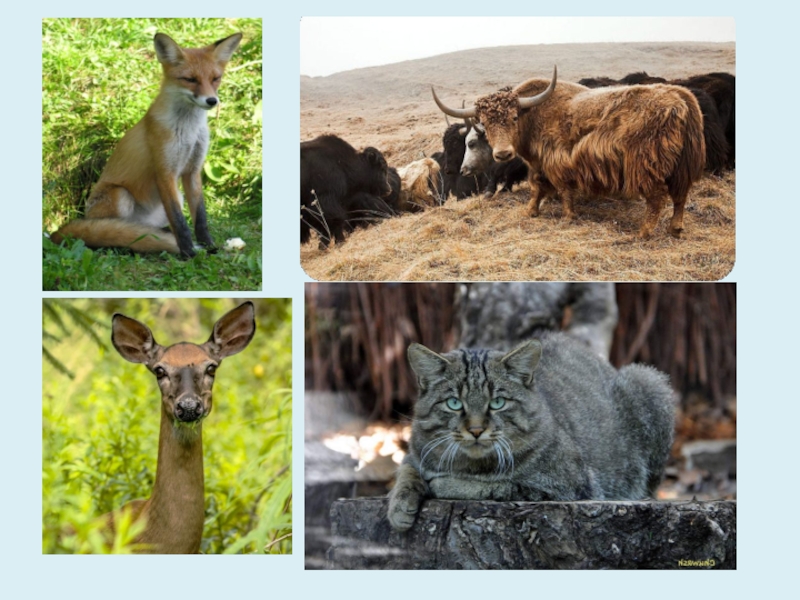 Родной обитатель. Многообразие животных в нашем крае. Животный мир Дагестана. Растения и животные родного края. Проект животные природа.