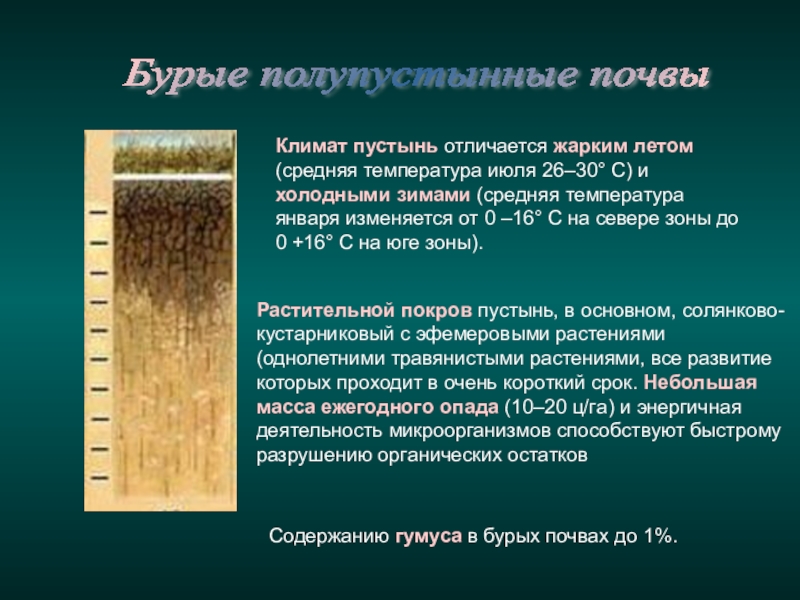 Особенности почв полупустынь. Почвенный профиль бурых лесных почв. Бурые полупустынные почвы в России. Бурые полупустынные почвы почвообразование. Мощность профиля бурых почв.