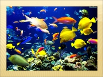 Презентация для дошкольников на тему Рыбы