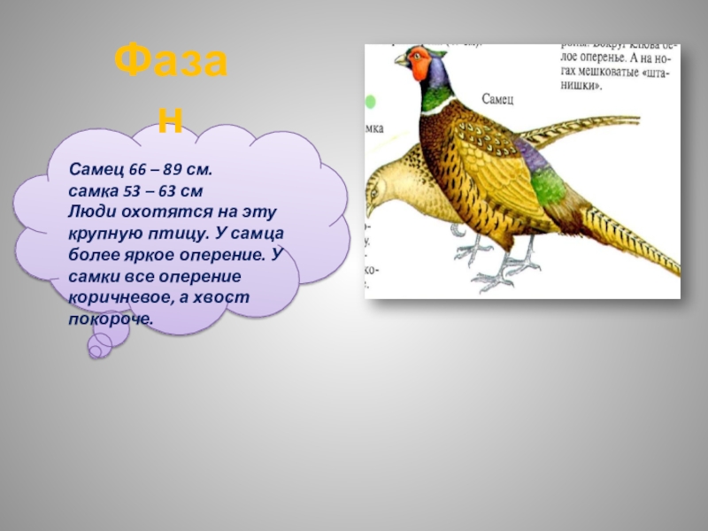 Презентация птицы амурской области