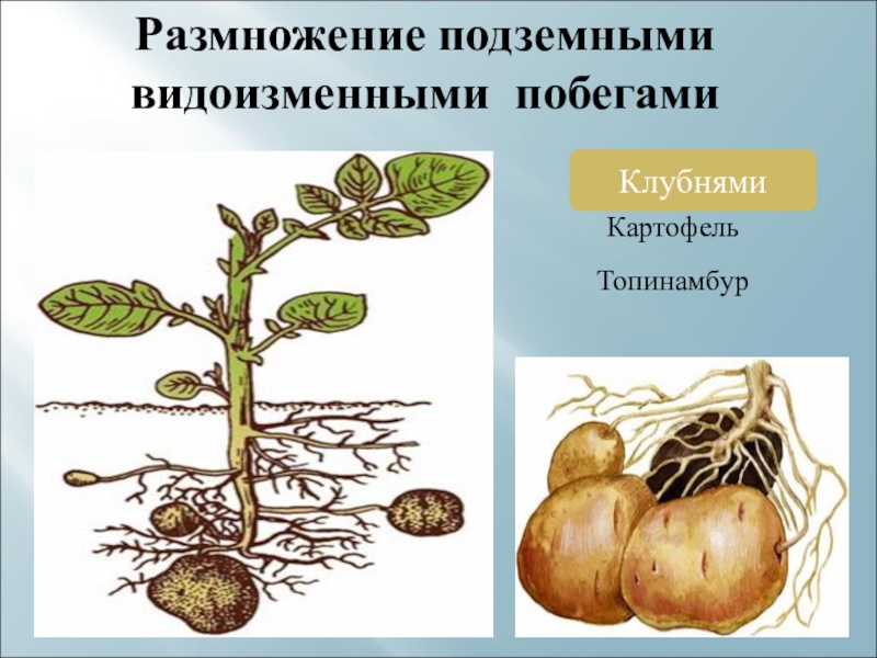 Презентация по биологии картофель