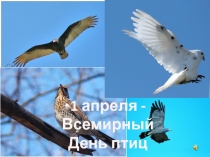 Презентация к внеклассному мероприятию День птиц для учащихся 1-4 специальных (коррекционных) классов VIII вида