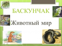 Презентация:Животный мир озера Баскунчак