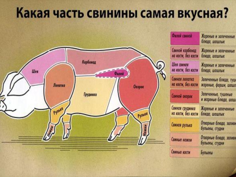 Из какой части свинины делают. Какая часть свинины лучше. Части свиньи. Лучшие части свинины.