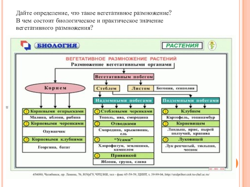 Интеллект карта вегетативное размножение растений