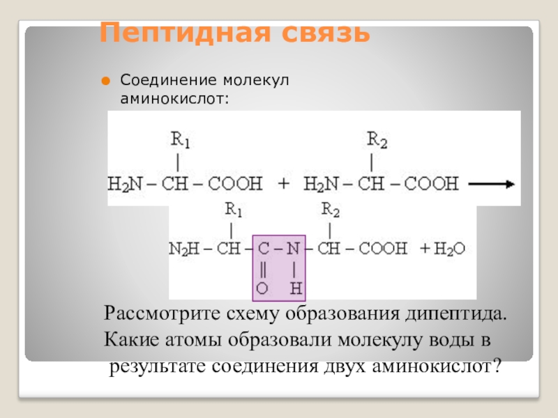 Схема образования дипептида