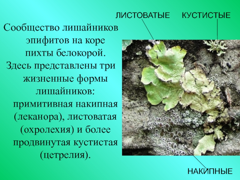 Проект по биологии 6 класс на тему лишайники