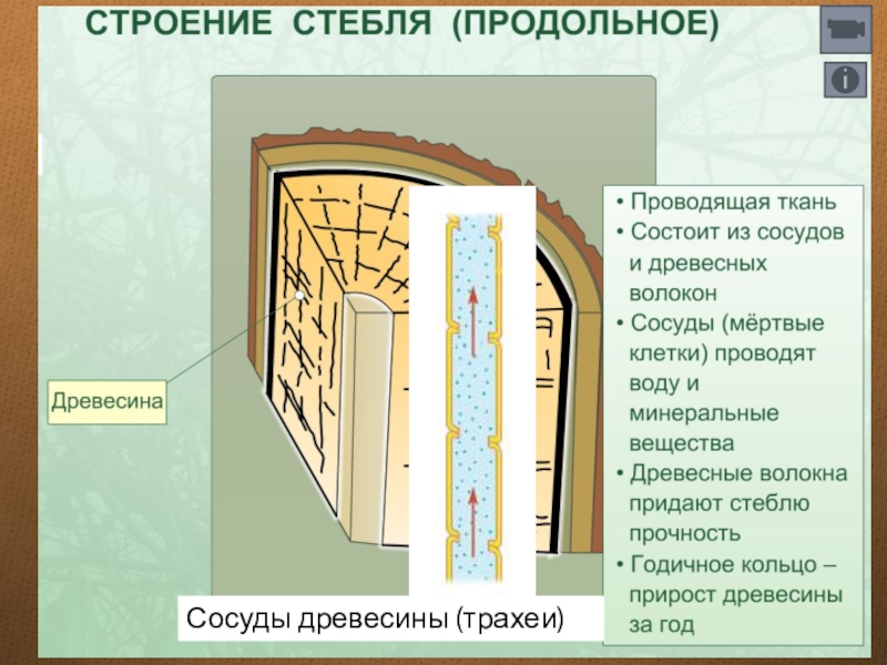 Сосуды стебля. Внутреннее строение стебля продольный разрез. Строение сосудов стебля. Сосуды древесины. Сосуды древесины стебля это.