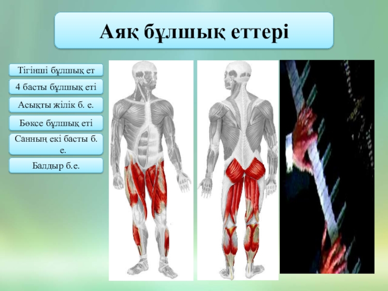 Мимикалық бұлшық еттер презентация