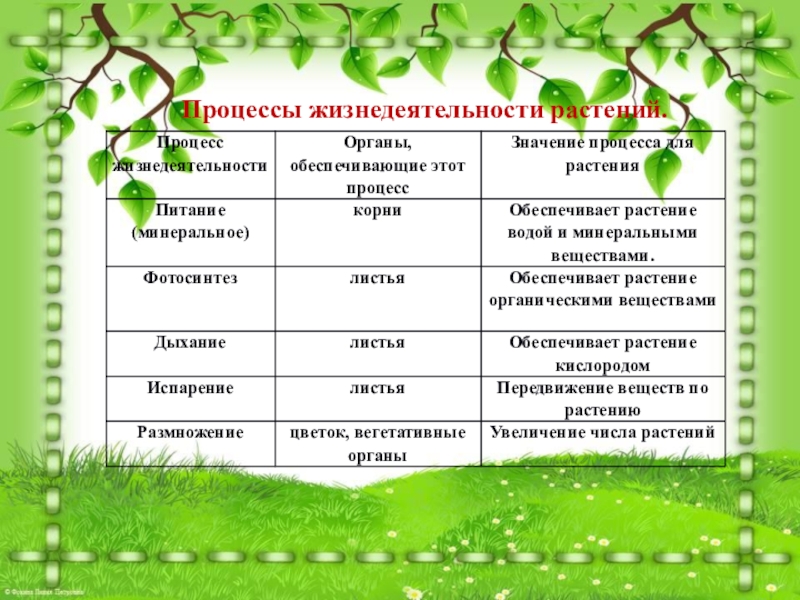 6 класс план по биологии