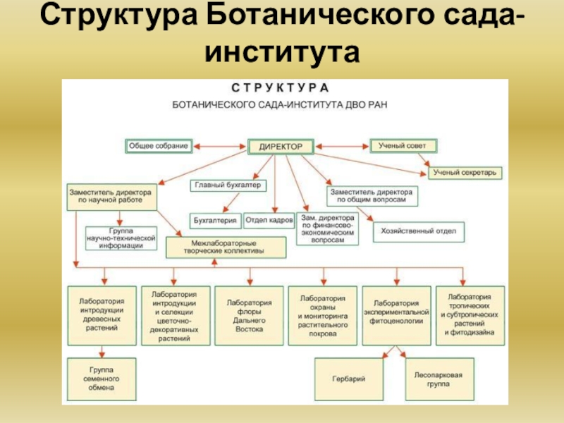 Структура сада. Структура ботанического сада. Структура ботанических садов. Структура организации в саду.