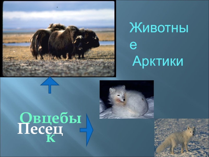 Животные зоны арктических пустынь. Животные Арктики овцебык песец. Животные арктических пустынь 4. Животные арктических пустынь 4 класс окружающий мир. Животные зоны арктических пустынь 4 класс окружающий мир.