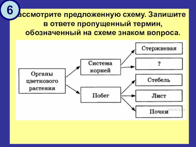 Запишите схему пропущенные. Рассмотрите предложенную схему последовательности прохождения. Запиши понятие пропущенное в схеме экономика. Рассмотрите предложенную схему ядро. Рассмотрите предложенную схему взаимосвязь процессов протекающих.