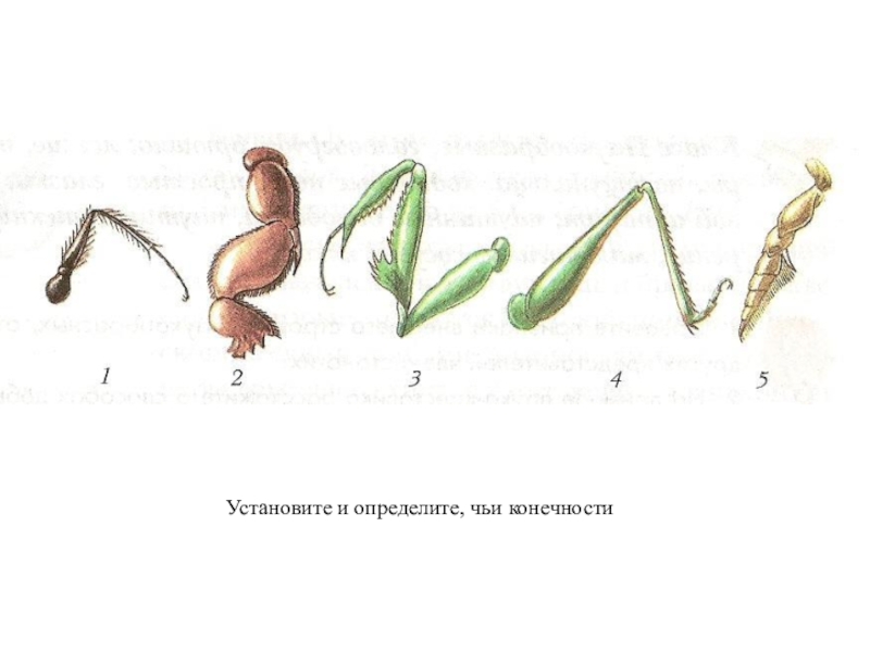 Конечности насекомых рисунок. Конечности насекомых. Внешнее строение насекомых конечности. Сходства и различия конечностей насекомых. Конечности насекомых ЕГЭ.