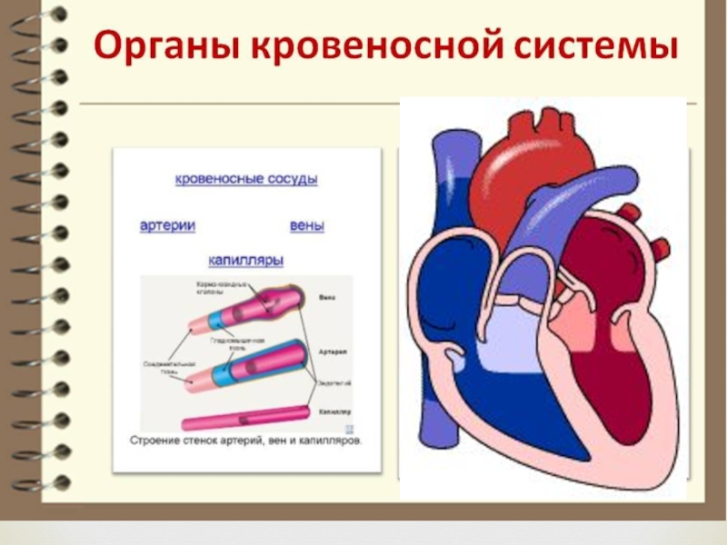 Толстая стенка сосуда. Кровеносная система. Органы кровеносной системы человека. Органы кровеносьной системычеловека. Строение органов кровеносной системы.
