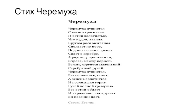 Черемуха есенин стихотворение. Стихотворение Есенина черемуха. Сергей Есенин черёмуха душистая текст. Стих Есенина черемуха текст. Стих Есенина черемуха душистая текст.