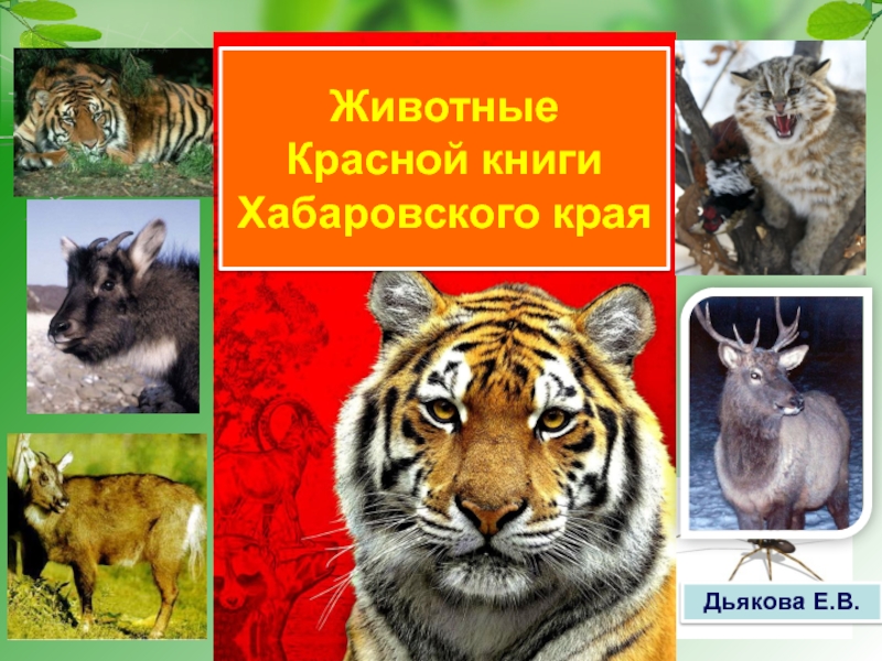 Животные дальнего востока занесенные в красную книгу. Животные Хабаровского края занесенные в красную книгу. Красная книга животных Хабаровского края. Красная книга Хабаровского края животные и растения. Красная книга дальнего Востока.