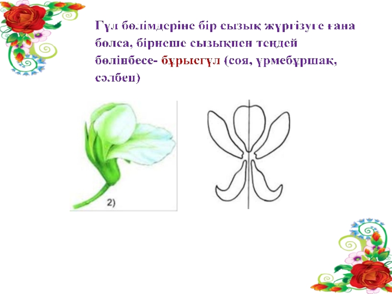 Тозаңдану түрлері. Гүлдің құрылысы презентация. Гүлдің чертежи.