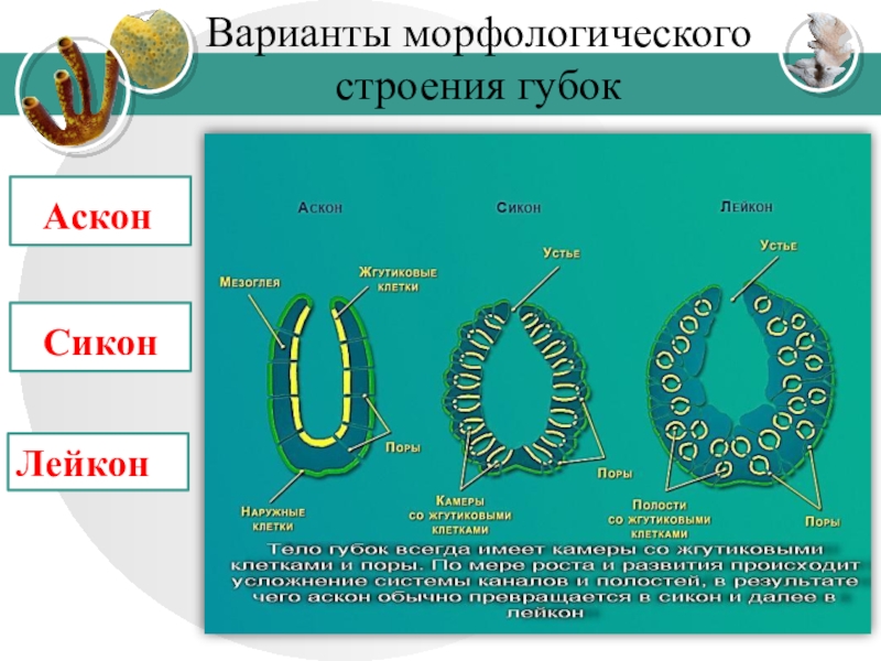 Виды строения. Строение губок АСКОН Сикон Лейкон. Губки строение тела АСКОН Сикон Лейкон. АСКОН Сикон Лейкон строение. Типы строения губок АСКОН Сикон Лейкон.