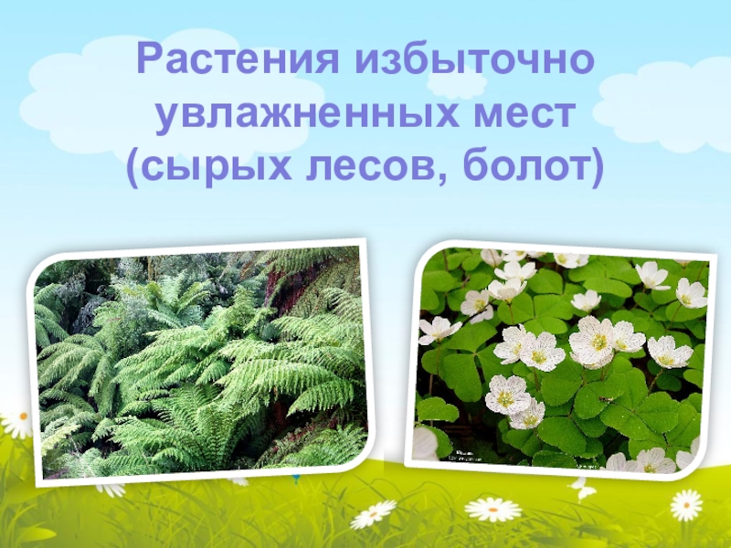 Среда растение. Растения увлажненных мест. Растения избыточно увлажненных мест. Растения избыточно увлажненных мест обитания. Растения водных и избыточно увлажненных мест.